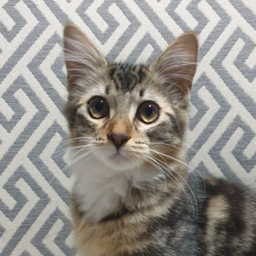 Chloe