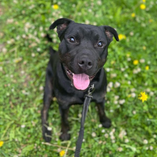 Photo of 🐕 Diesel. Great With Toddlers!