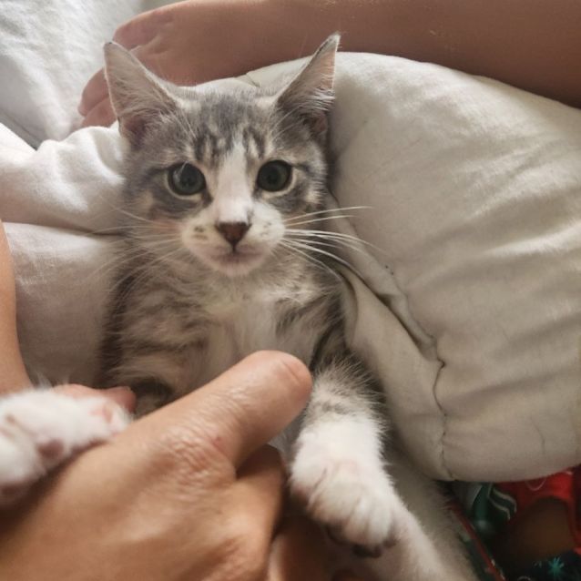 Photo of Christoff Aka Snowball (My Son Calls Him Snowball)