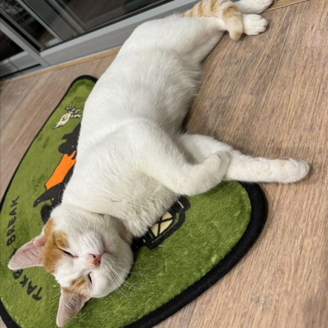 Photo of Major Tom