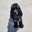 Photo of Clementine