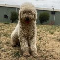 Photo of Dolly
