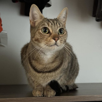 Female Domestic Short Hair Cat