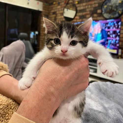Catniss