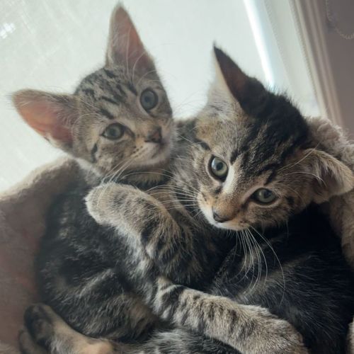 Albie and Minnie 🐈‍⬛🌺