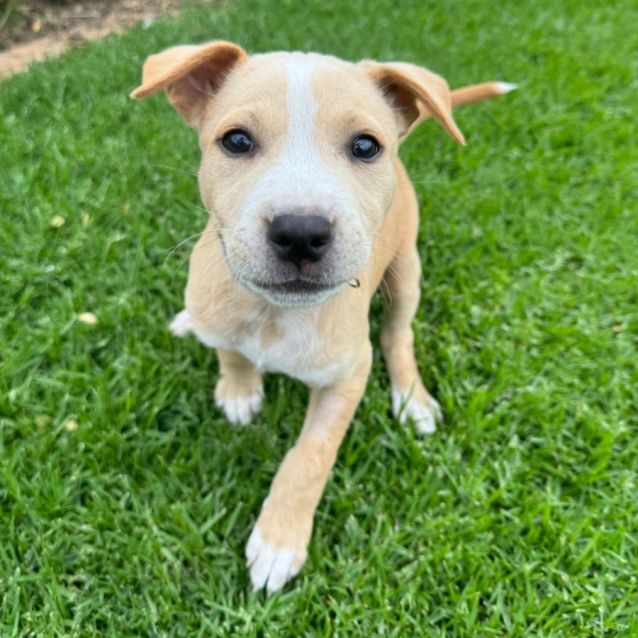 Salt Medium Female Bull Arab x Staffy Dog in VIC PetRescue