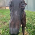 Photo of Buddy