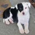 Photo of D854 Pippa