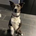 Photo of Luna