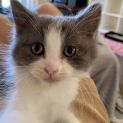 Photo of Oliver