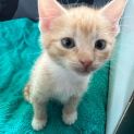 Photo of Apricot