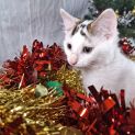 Photo of Wakko