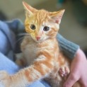 Photo of Garfield