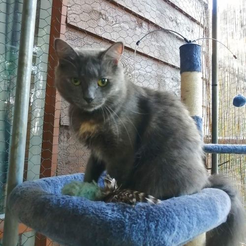 Mishka ~ Adopt me @ Petstock Chelsea 19/03/23