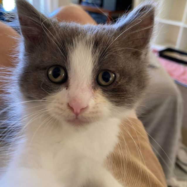 Photo of Oliver