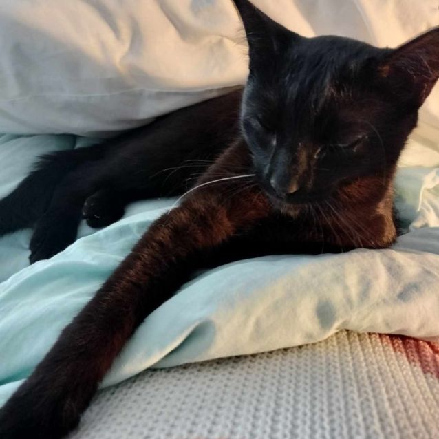 Photo of Cleopatra (Squish) **2nd Chance Cat Rescue