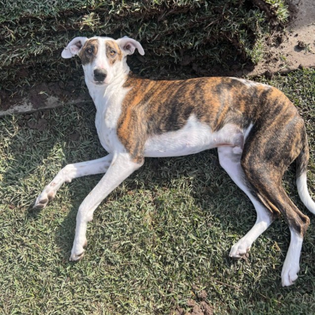 Photo of Huckleberry Finn 