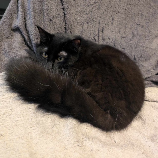 Photo of Meelo (Located In Cheltenham)