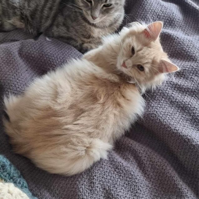 Photo of Simba And Nala