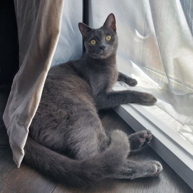 Photo of Beatrice ^^Dandy Cat Rescue^^