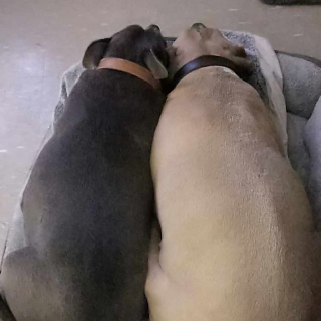 Photo of Blizzard And Stormy 