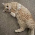 Photo of Tonka