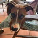 Photo of Roxy
