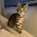 Photo of Clara **2nd Chance Cat Rescue**
