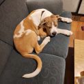 Photo of Casper