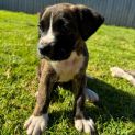 Photo of Stitch