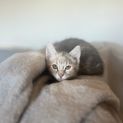Photo of Snickerdoodle