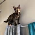 Photo of Harley