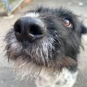 Photo of Ollie