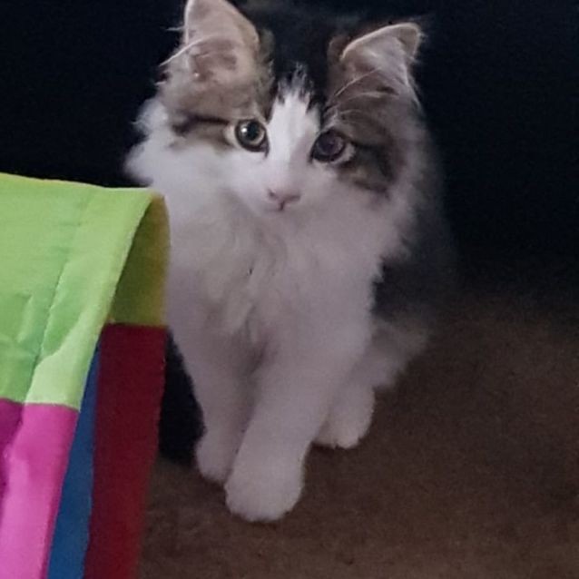 Photo of Rose ** 2nd Chance Cat Rescue**