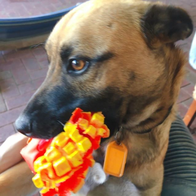 Photo of Dewie Db517