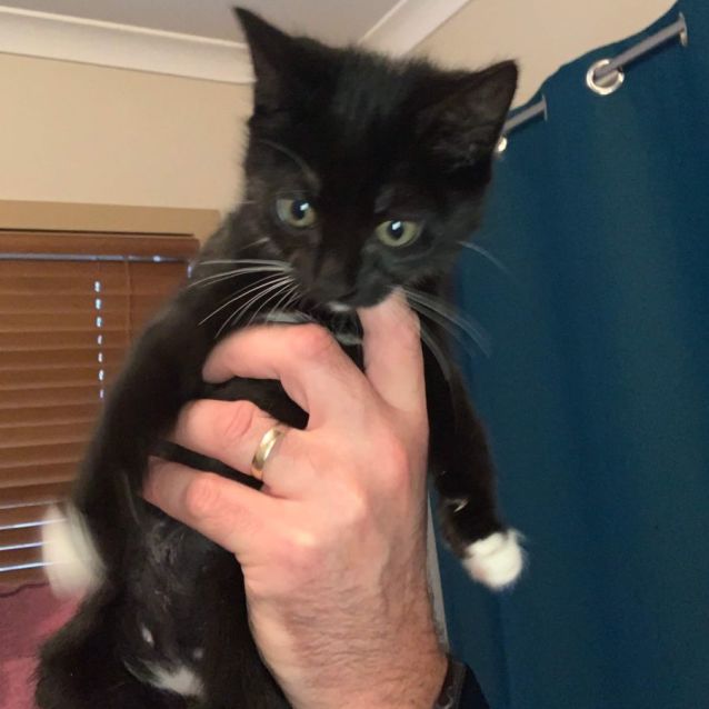 Photo of Iggy ~ Meet Me @ Pet Stock Mornington Central ❤️