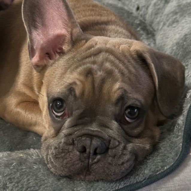 Photo of Samson 🐶