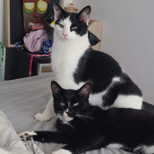 Photo of Betty Boop & Pepe Le Pew Meetme At Petstock Chelsea