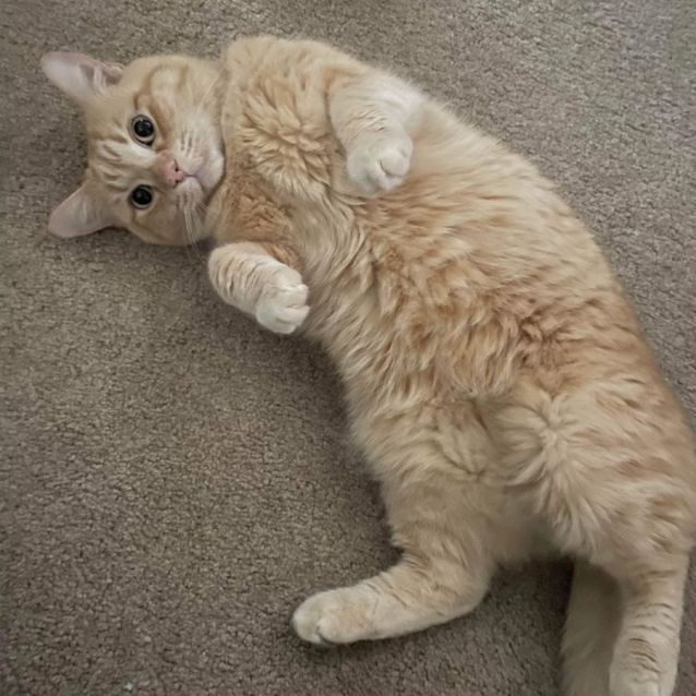 Photo of Tonka