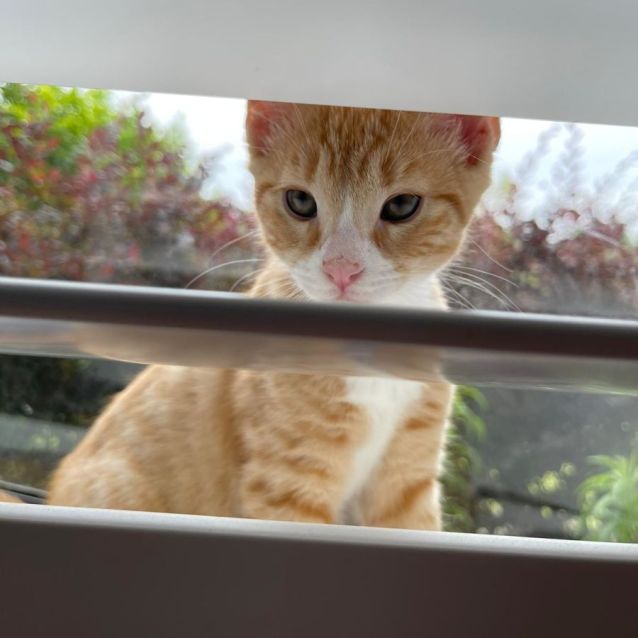 Photo of Ronnie James Dio