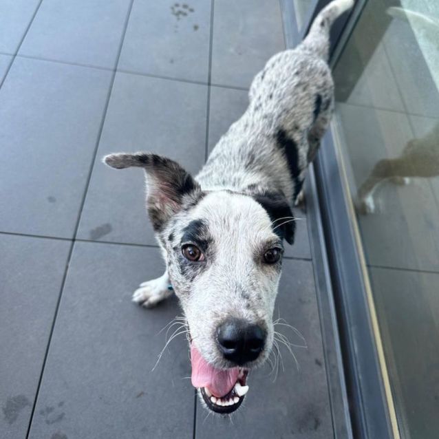 Photo of Milou 🥰