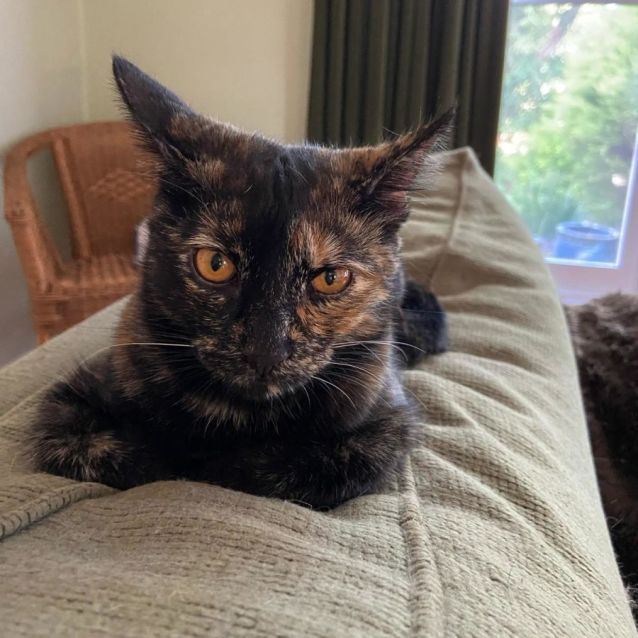 Photo of Raine ^^Dandy Cat Rescue^^