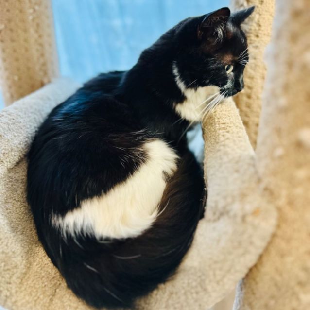Photo of Tux