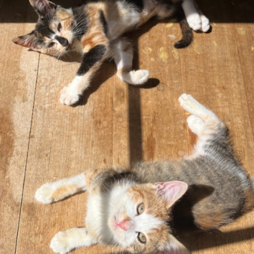 Lottie & Cindy 🌺🌺