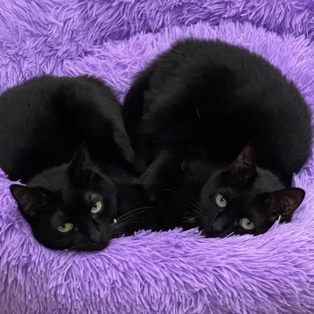 Photo of Asami And Yumi