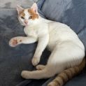 Photo of Major Tom