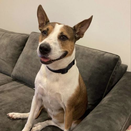 Bonnie ~ 7yr Old Cattle Dog X(On Trial 2/8/22)