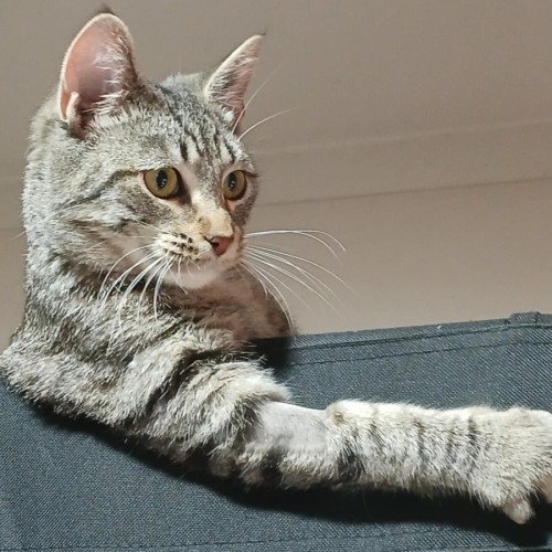 Harper * 9 Lives Project Rescue*