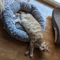 Photo of Peanut And Snoopy