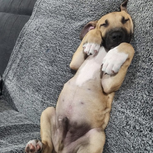 Reggie